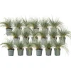 Blåsvingel - Set om 18 - Festuca glauca 'Elijah Blue' - Höjd 10-15cm - ⌀9cm