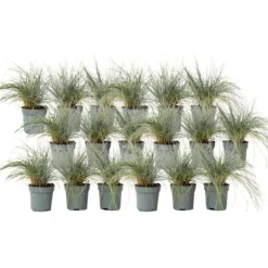 Blåsvingel - Set om 18 - Festuca glauca 'Elijah Blue' - Höjd 10-15cm - ⌀9cm