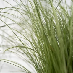 Blåsvingel - Set om 18 - Festuca glauca 'Elijah Blue' - Höjd 10-15cm - ⌀9cm