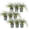 Blåsvingel - Set om 9 - Festuca glauca 'Elijah Blue' - Höjd 10-15cm - ⌀9cm