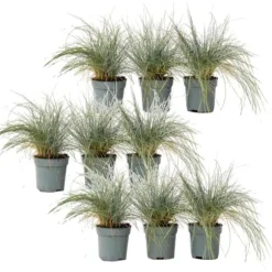 Blåsvingel - Set om 9 - Festuca glauca 'Elijah Blue' - Höjd 10-15cm - ⌀9cm