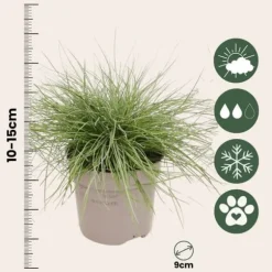 Blåsvingel - Set om 9 - Festuca glauca 'Elijah Blue' - Höjd 10-15cm - ⌀9cm