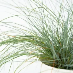 Blåsvingel - Set om 9 - Festuca glauca 'Elijah Blue' - Höjd 10-15cm - ⌀9cm
