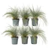Blåsvingel - Set om 6 - Festuca glauca 'Elijah Blue' - Höjd 10-15cm - ⌀9cm