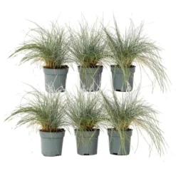 Blåsvingel - Set om 6 - Festuca glauca 'Elijah Blue' - Höjd 10-15cm - ⌀9cm