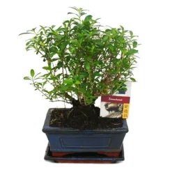 Bonsaï - Serissa - Junischnee - rund form - ca. 6 år