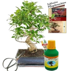 Bonsai - Chin. Fikonträd - Ficus retusa - ca 10 år - skål 25cm - presentförpackning med sax och gödningsmedel
