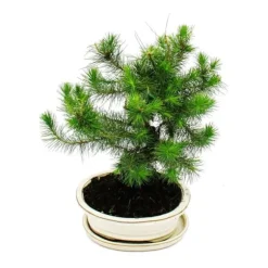 Bonsai - Pinus halepensis - Pin d'Alep - cirka 9 år