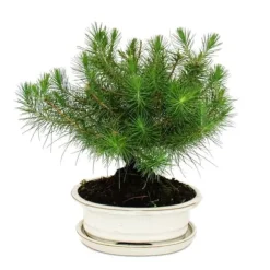 Bonsai - Pinus halepensis - Pin d'Alep - cirka 9 år