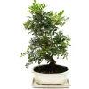 Bonsai - Pistacia lentiscus - Lentisque - Pistache sauvage - cirka 10 år
