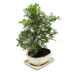 Bonsai - Pistacia lentiscus - Lentisque - Pistache sauvage - cirka 10 år