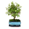 Bonsai - Portulacaria afra - Jadeträd - Afrikansk elefantträd - ca 4-5 år - sfärisk form