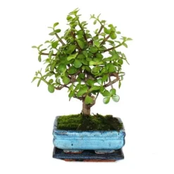 Bonsai - Portulacaria afra - Jadeträd - Afrikansk elefantträd - ca 4-5 år - sfärisk form