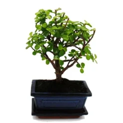 Bonsai - Portulacaria afra - Jadeträd - Afrikansk elefantträd - ca 4-5 år - sfärisk form