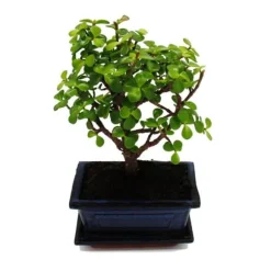 Bonsai - Portulacaria afra - Jadeträd - Afrikansk elefantträd - ca 4-5 år - sfärisk form