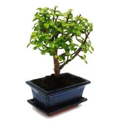 Bonsai - Portulacaria afra - Jadeträd - Afrikansk elefantträd - ca 4-5 år - sfärisk form