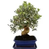 Bonsai - solitär - olivträd - olivträd - Olea europaea - ca 17 år gammal - ca 50-55cm hög