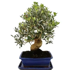 Bonsai - solitär - olivträd - olivträd - Olea europaea - ca 17 år gammal - ca 50-55cm hög