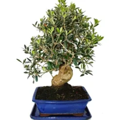 Bonsai - solitär - olivträd - olivträd - Olea europaea - ca 17 år gammal - ca 50-55cm hög