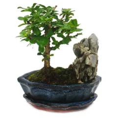 Bonsai Fukientee - Carmona microphylla - stenig landskap - cirka 6 år