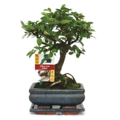 Bonsai kinesisk alm - Ulmus parviflora - ca. 6 år - sfærisk form