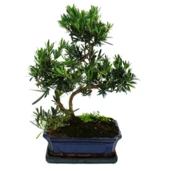 Bonsai Steineibe - Podocarpus macrophyllus - ca. 12-15 år