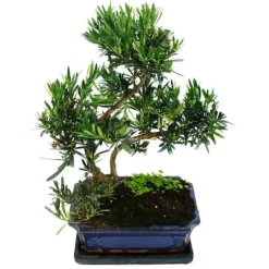 Bonsai Steineibe - Podocarpus macrophyllus - ca. 12-15 år