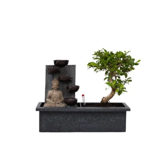 Bonsaiträd - Bonsai - Höjd 25-35cm - ⌀29cm