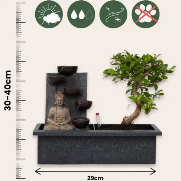 Bonsaiträd - Bonsai - Höjd 25-35cm - ⌀29cm