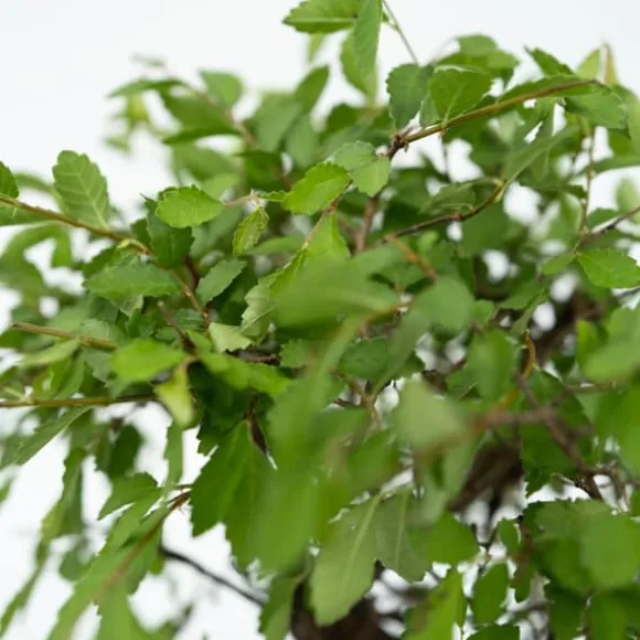 Bonsaiträd - Bonsai - Höjd 25-35cm - ⌀29cm