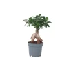 Bonsaiträd - Ficus microcarpa - Höjd 30-40cm - ⌀12cm