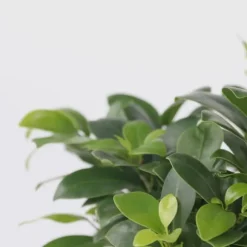 Bonsaiträd - Ficus microcarpa - Höjd 30-40cm - ⌀12cm