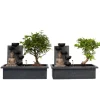 Bonsaiträd - Set om 2 - Bonsai - Höjd 25-35cm - ⌀29cm