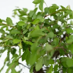 Bonsaiträd - Set om 2 - Bonsai - Höjd 25-35cm - ⌀29cm