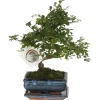Bonsaiträd S-formad - Zelkova serrata - Höjd 20-25cm - ⌀15cm