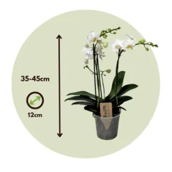 Brudorkidésläktet - Phalaenopsis Multiflora - Höjd 35-45cm - ⌀12cm