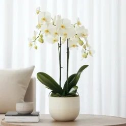 Brudorkidésläktet - Phalaenopsis Multiflora - Höjd 35-45cm - ⌀12cm