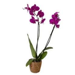 Brudorkidésläktet - Phalaenopsis - Höjd 50-60cm - ⌀12cm