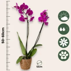 Brudorkidésläktet - Phalaenopsis - Höjd 50-60cm - ⌀12cm