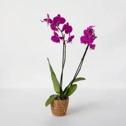 Brudorkidésläktet - Phalaenopsis - Höjd 50-60cm - ⌀12cm
