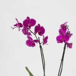 Brudorkidésläktet - Phalaenopsis - Höjd 50-60cm - ⌀12cm