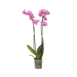 Brudorkidésläktet - Phalaenopsis - Höjd 50-60cm - ⌀12cm