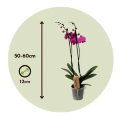 Brudorkidésläktet - Phalaenopsis - Höjd 50-60cm - ⌀12cm