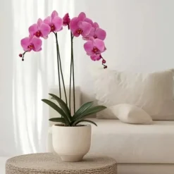Brudorkidésläktet - Phalaenopsis - Höjd 50-60cm - ⌀12cm