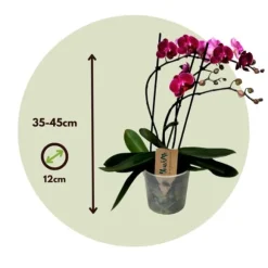 Brudorkidésläktet - Phalaenopsis Multiflora - Höjd 35-45cm - ⌀12cm