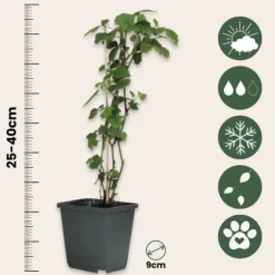 Bärväxter - Set om 4 - Rubus, rubrum, Uva, Fructosus - Höjd 25-40cm - ⌀9cm