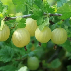 Bärväxter - Set om 4 - Rubus, rubrum, Uva, Fructosus - Höjd 25-40cm - ⌀9cm