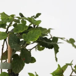 Bärväxter - Set om 4 - Rubus, rubrum, Uva, Fructosus - Höjd 25-40cm - ⌀9cm