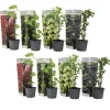 Bärväxter - Set om 8 - Rubus, rubrum, Uva, Fructosus - Höjd 25-40cm - ⌀9cm