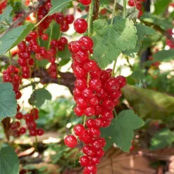 Bärväxter - Set om 8 - Rubus, rubrum, Uva, Fructosus - Höjd 25-40cm - ⌀9cm